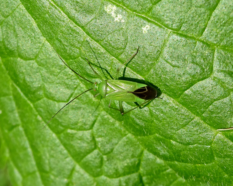 Calocoris affinis