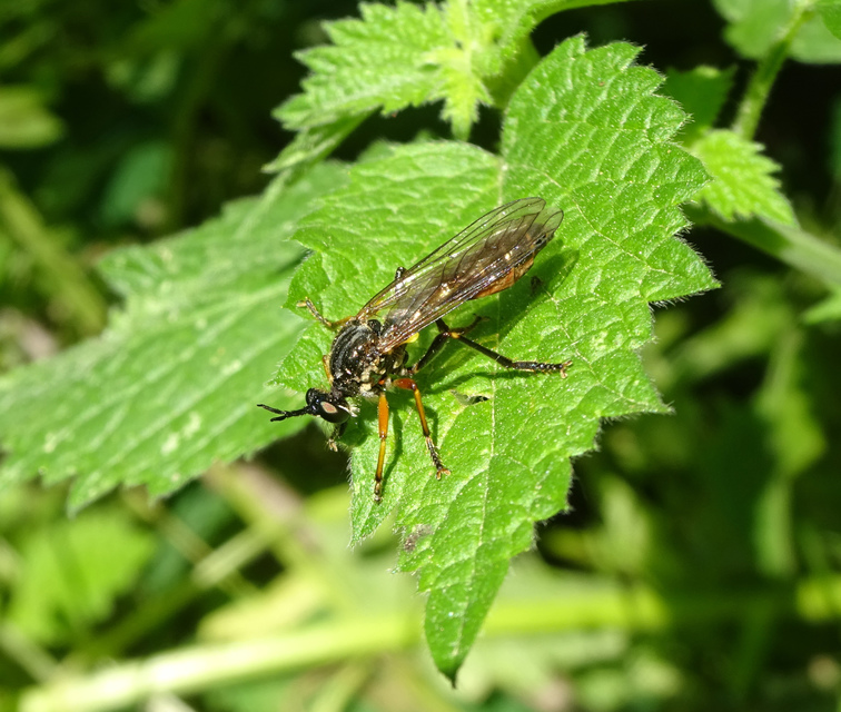 Dioctria rufipes