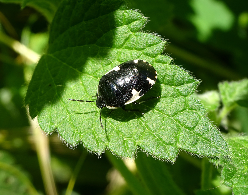 Tritomegas sexmaculatus - hatfoltos földipoloska