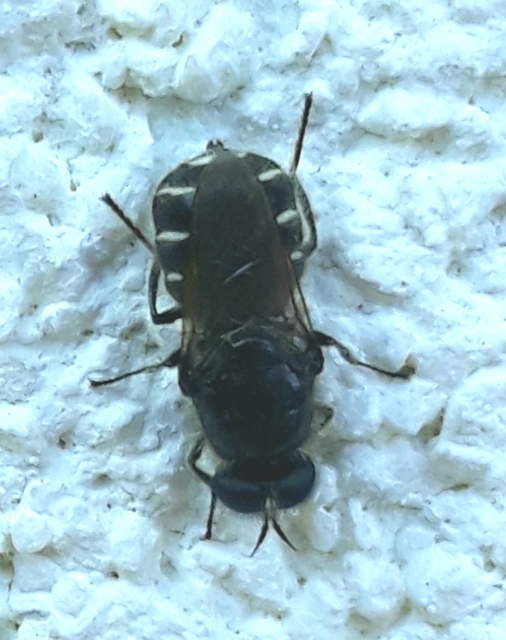 Stratiomyidae - katonalégyfélék