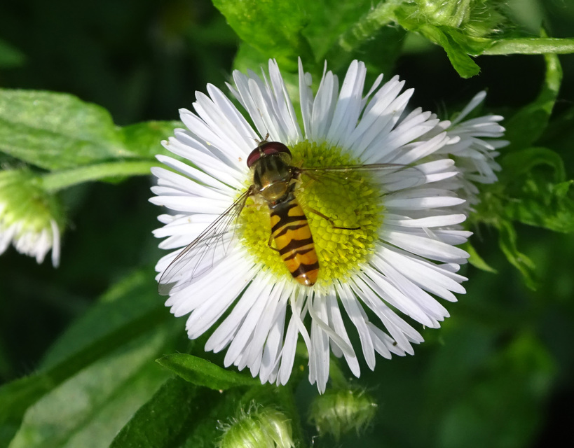 Episyrphus balteatus - ékfoltos zengőlégy