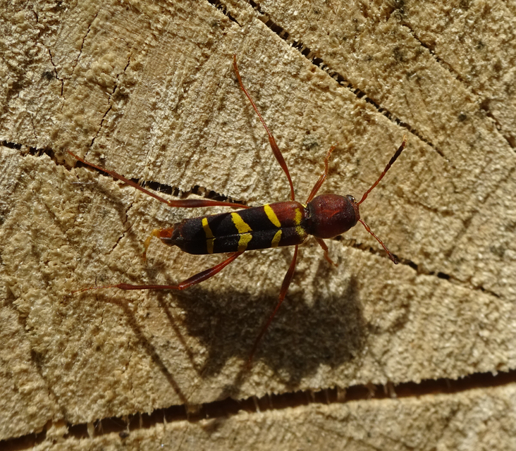 Neoclytus acuminatus - amerikai darázscincér