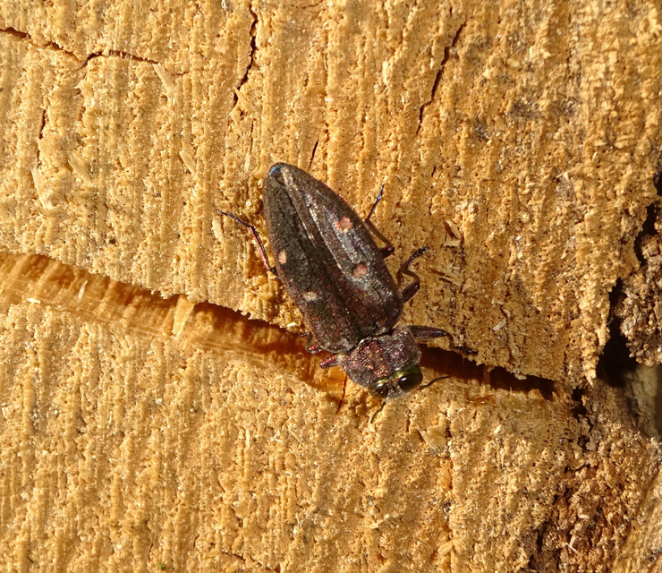 Chrysobothris affinis - aranypettyes díszbogár