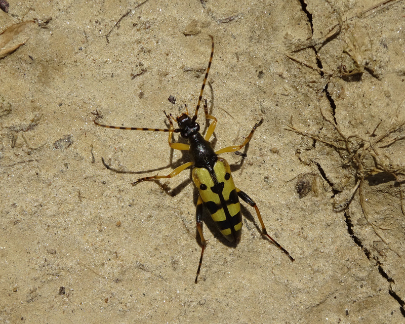 Rutpela maculata - tarkacsápú karcsúcincér