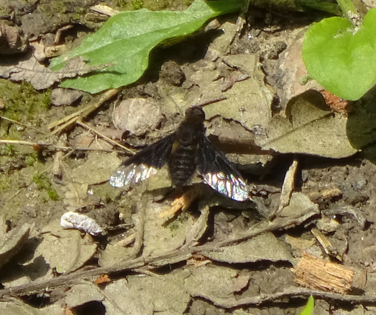 Hemipenthes morio - közönséges gyászlégy