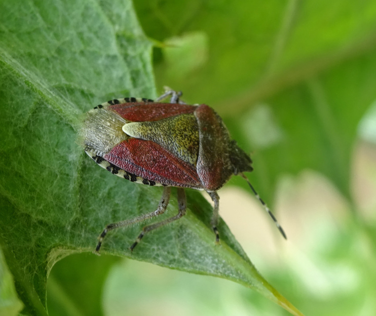 Dolycoris baccarum - közönséges bogyómászó-poloska