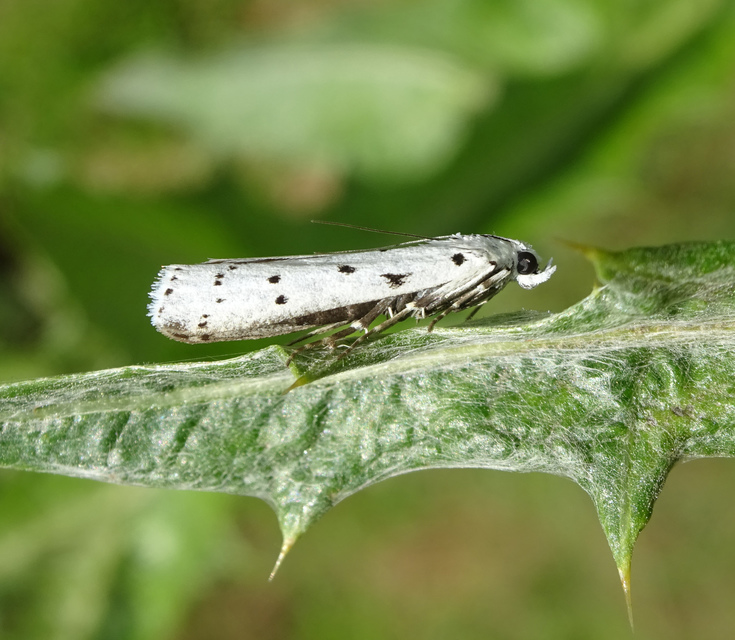 Myelois circumvoluta - pettyes karcsúmoly