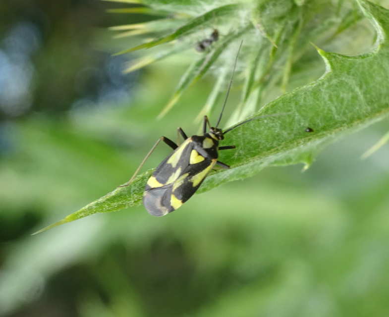 Grypocoris sexguttatus - hatpettyes díszpoloska Grypocoris sexguttatus - hatpettyes díszpoloska