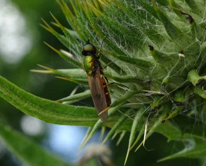 Chloromyia