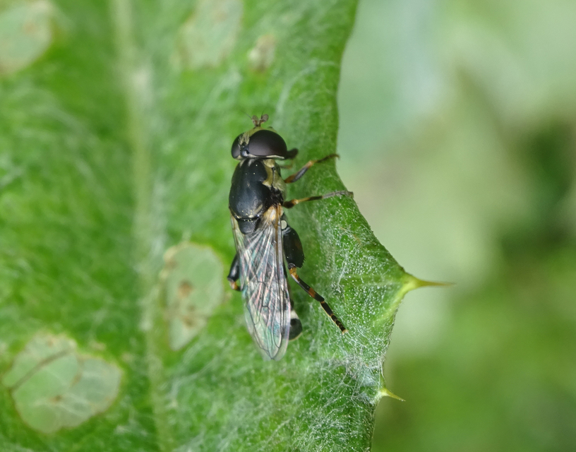Syritta pipiens - zizegő comboslégy