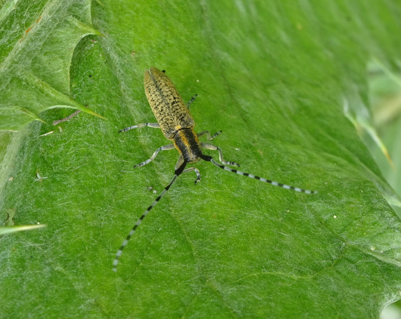 Agapanthia villosoviridescens - fehérgyűrűs bogáncscincér