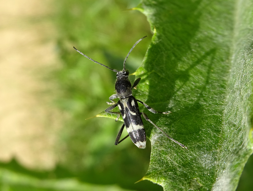 Chlorophorus figuratus - rajzos darázscincér