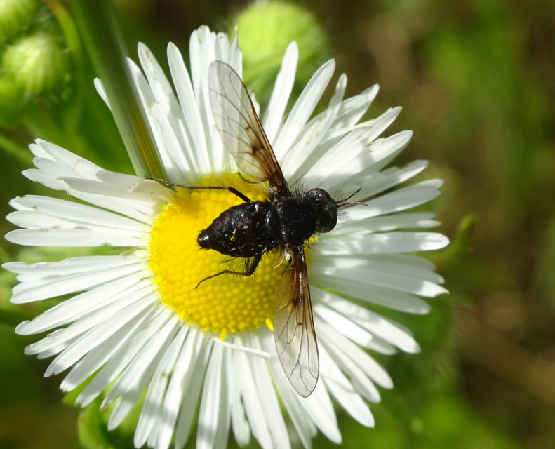 Bombylella atra - ezüstpettyes pöszörlégy