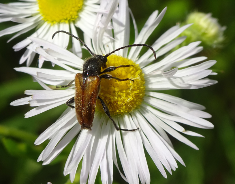Pseudovadonia livida - barnás virágcincér