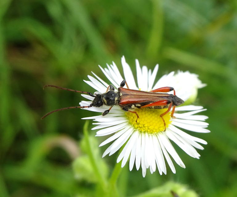Stenopterus rufus - tarkacsápú keskenyfedőscincér