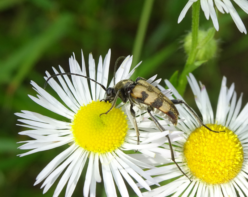 Pachytodes erraticus - rajzos virágcincér