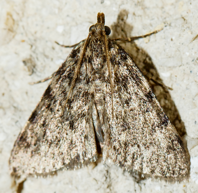 Aglossa pinguinalis - zsiradékmoly