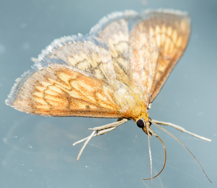 Ecpyrrhorrhoe rubiginalis - rozsdavörös tűzmoly
