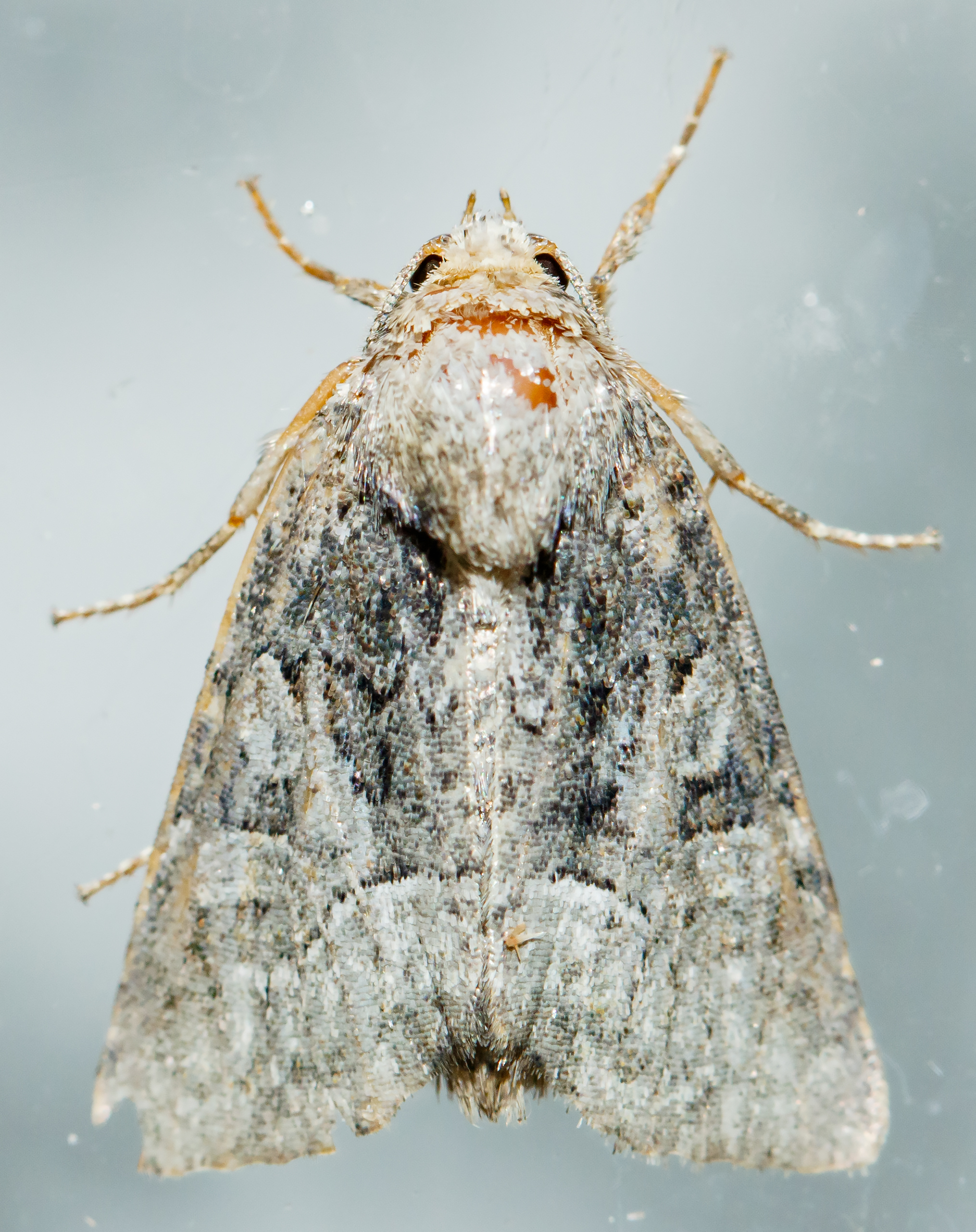 Oligia strigilis/latruncula/versicolor