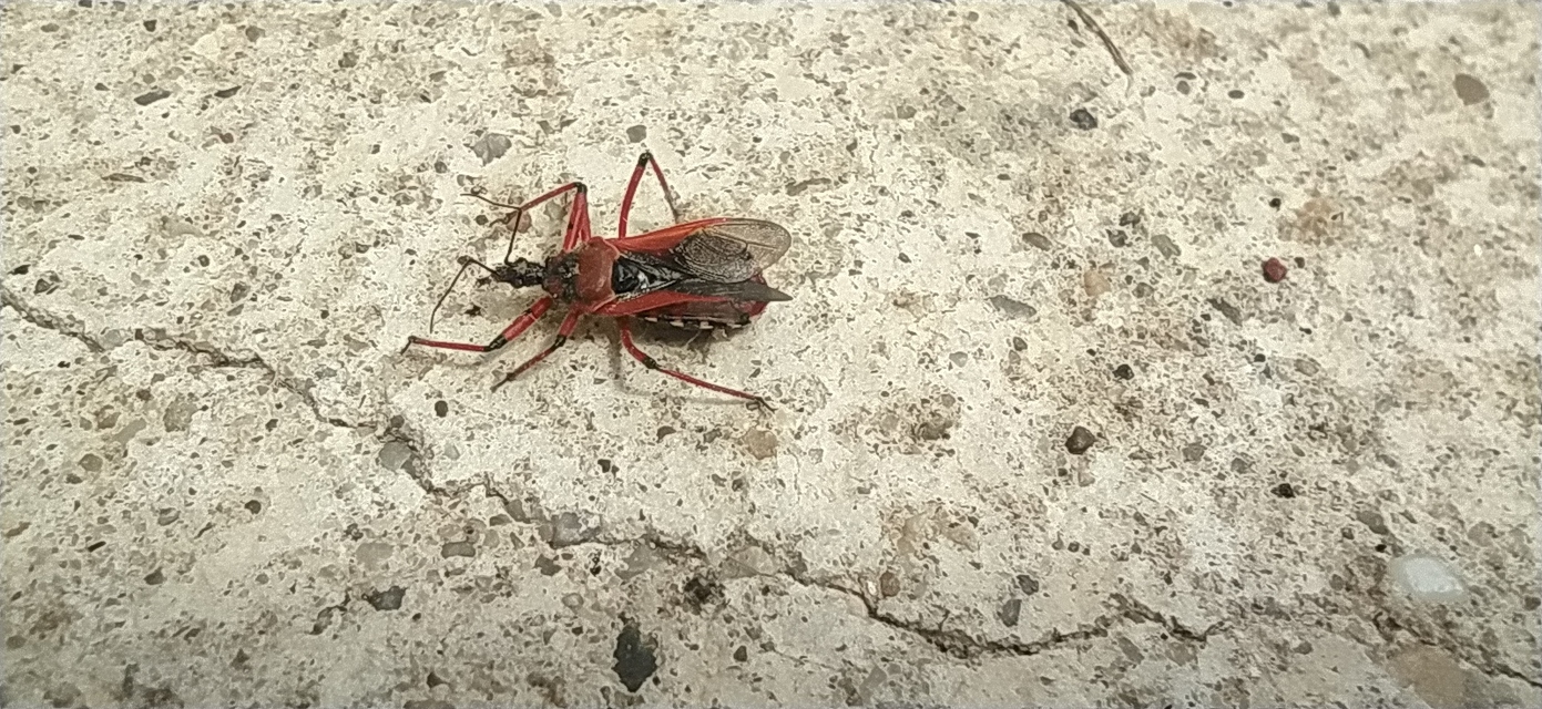 Rhynocoris iracundus - közönséges gyilkospoloska