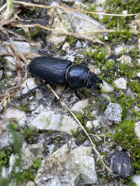 Spondylis buprestoides - erdei félcincér