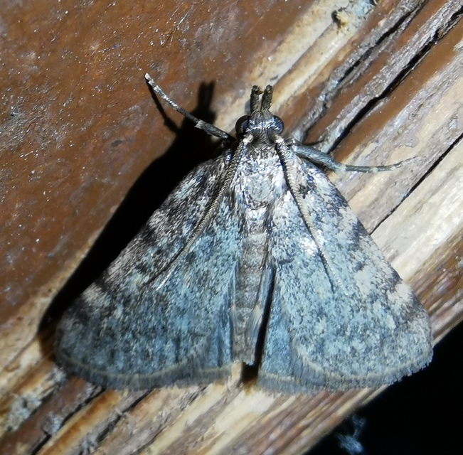 Aglossa pinguinalis - zsiradékmoly