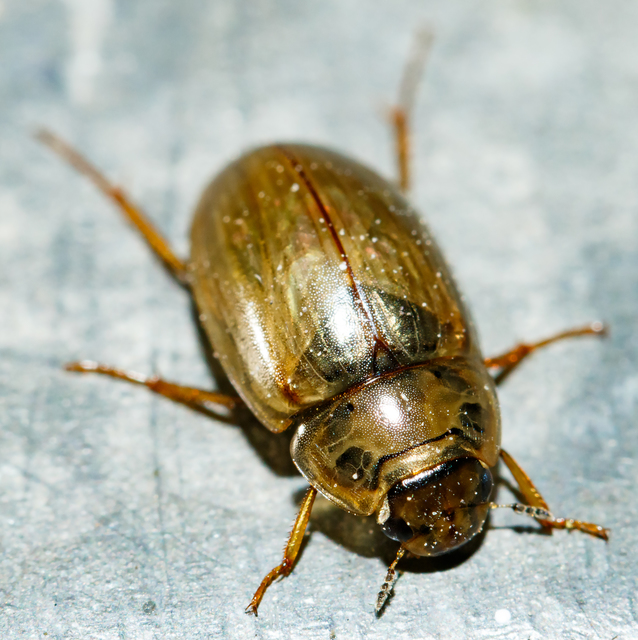 Enochrus bicolor - alföldi fakócsibor
