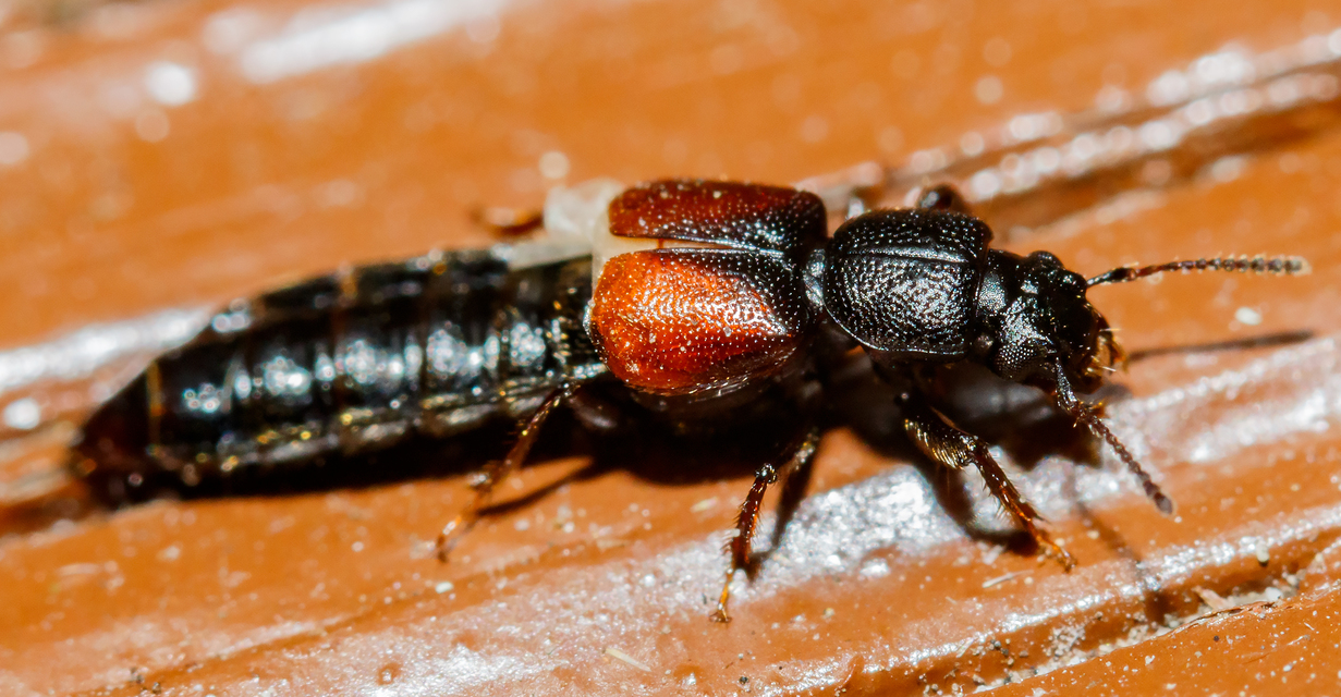 Bledius tricornis - háromszarvú ásóholyva Bledius tricornis - háromszarvú ásóholyva