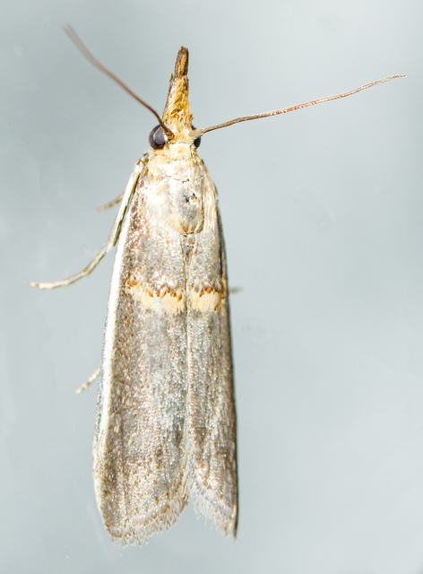 Etiella zinckenella - akácmoly