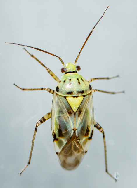 Lygus gemellatus - világoszöld mezeipoloska