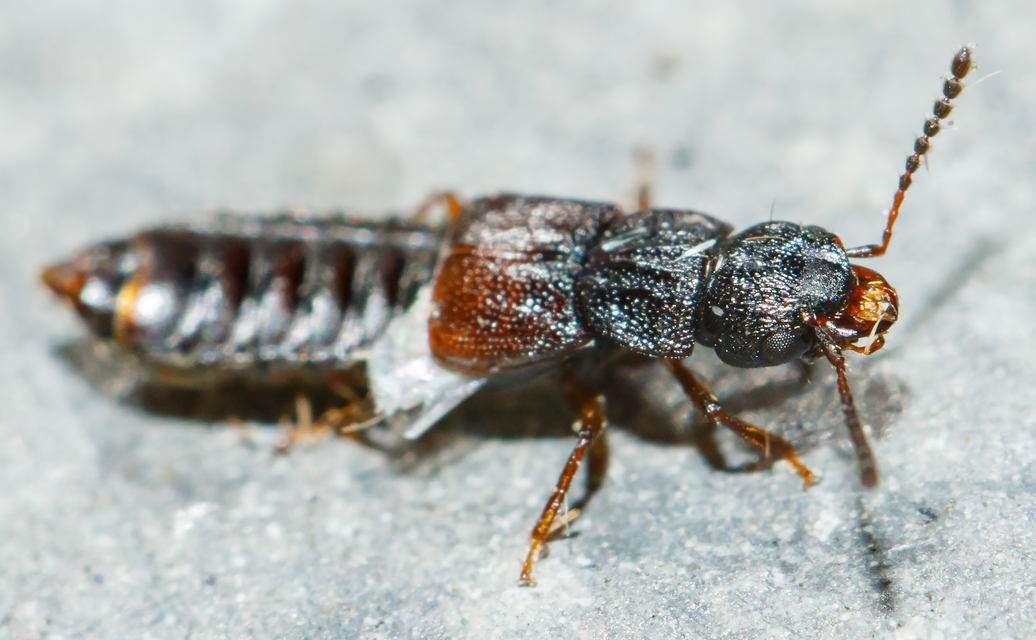 Anotylus rugosus - rovátkáshátú korhóholyva Anotylus rugosus - rovátkáshátú korhóholyva