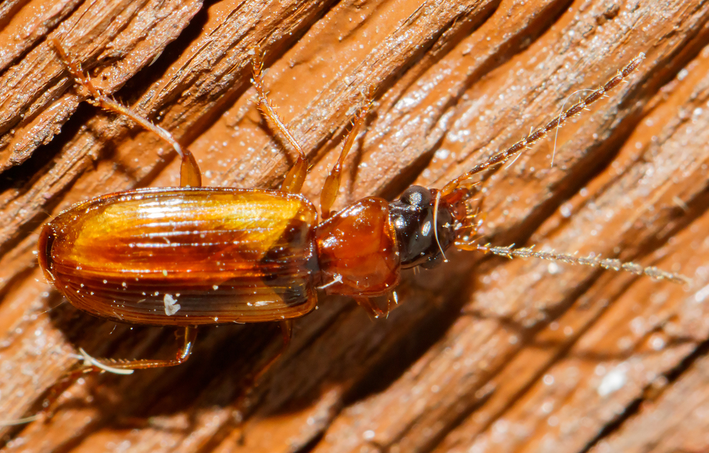Anthracus consputus - nyerges kisdedfutó