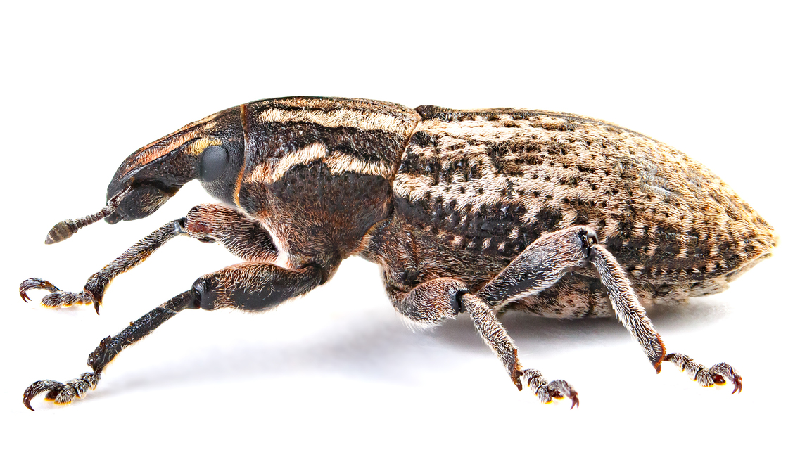 Pseudocleonus cinereus - hamvas barkó