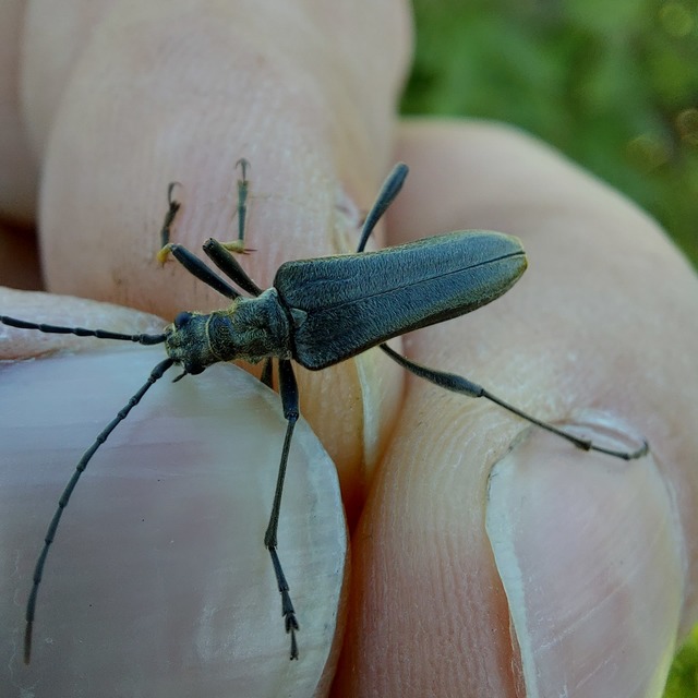 Stenocorus meridianus - fűz-gyökércincér