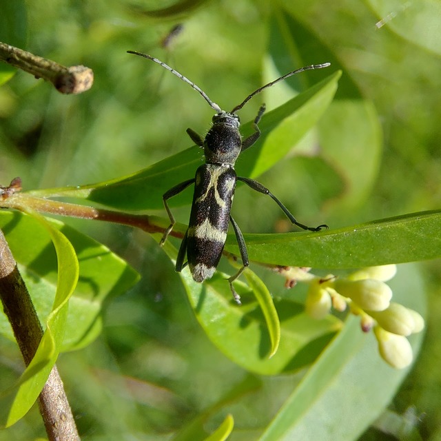 Chlorophorus figuratus - rajzos darázscincér