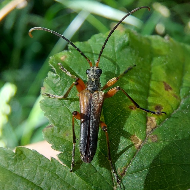 Stenocorus meridianus - fűz-gyökércincér