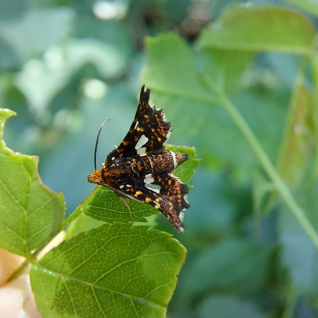Thyris fenestrella - gyakori ablakosmoly