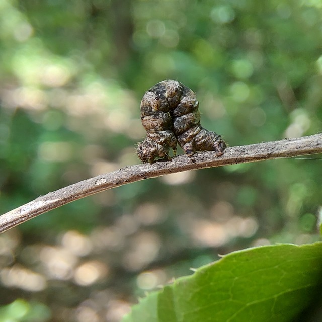 Pareulype berberata - sóskafa-tarkaaraszoló