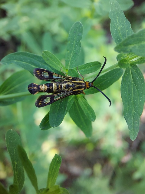 Sesiidae - szitkárfélék