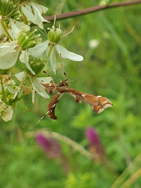 Cnaemidophorus rhododactyla - rózsabogyó-tollasmoly
