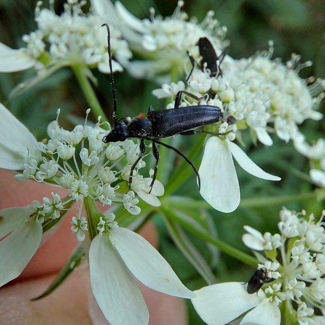 Stenurella nigra - fekete karcsúcincér