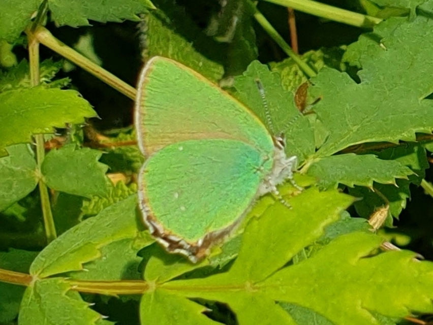 Callophrys rubi - zöldfonákú lepke