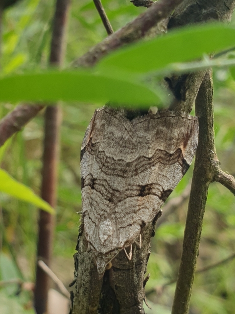 Aplocera efformata/plagiata