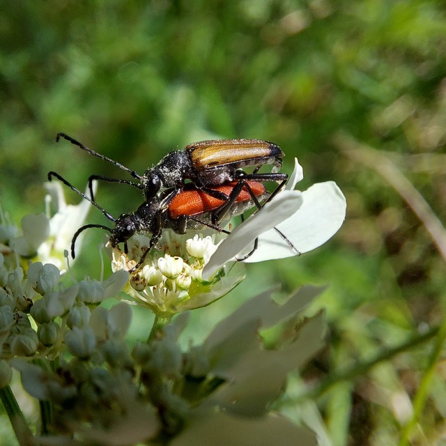 Anastrangalia sanguinolenta - kétszínű virágcincér