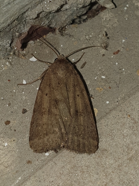 Athetis gluteosa - nyugtalan lápibagoly
