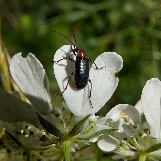 Dinoptera collaris - vörösnyakú virágcincér