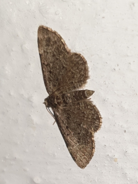 Pasiphila rectangulata - almavirág-araszoló