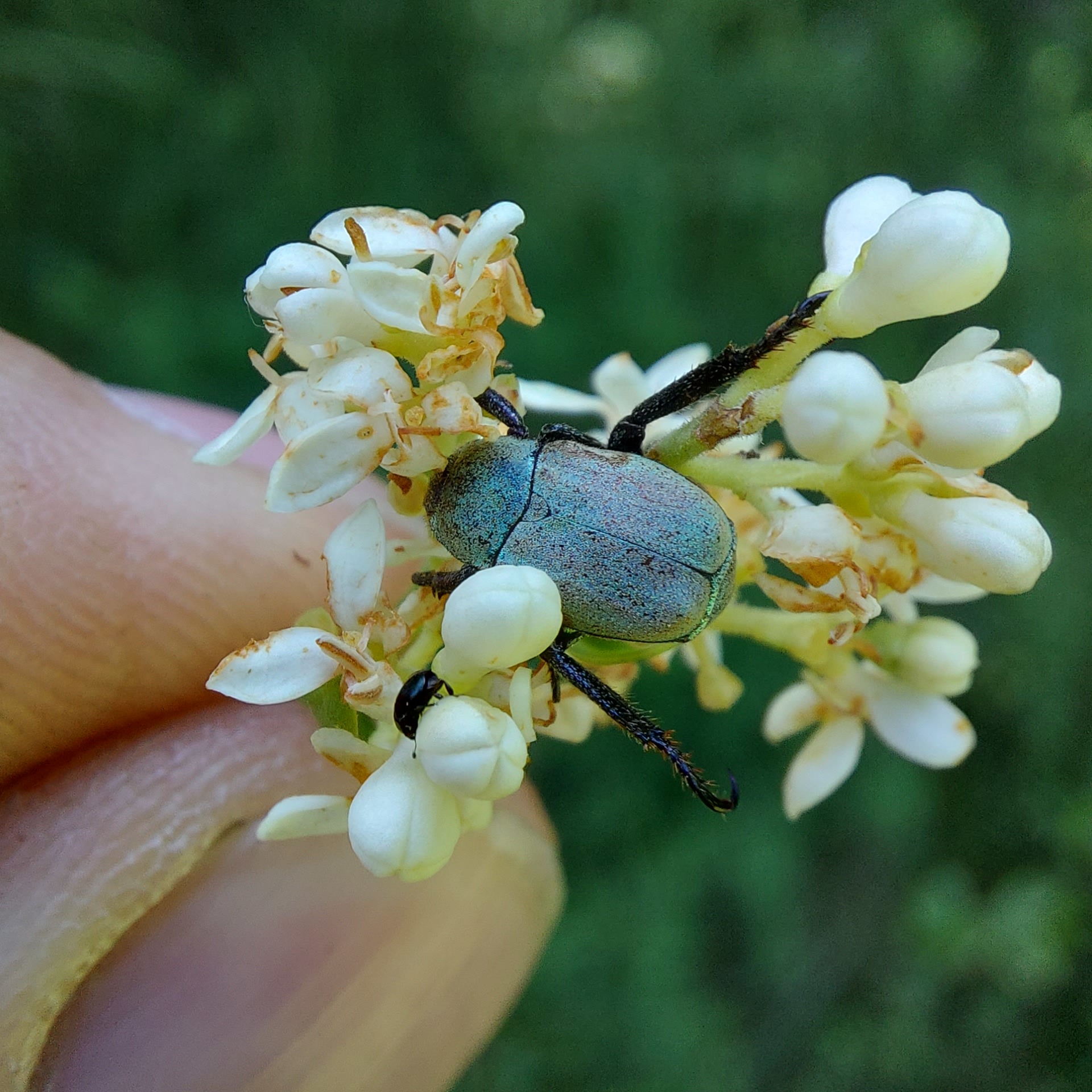 Hoplia argentea - ezüstös virágcserebogár