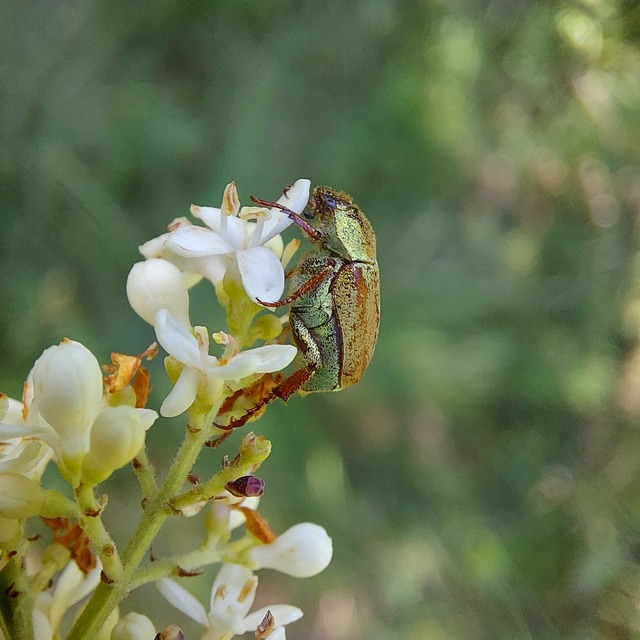 Hoplia dilutipes