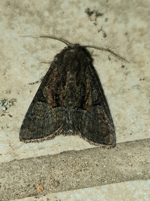 Oligia latruncula - fekete dudvabagoly